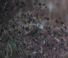 Acrocephalus orientalis