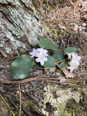 Epigaea