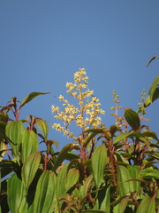 Miconia theizans