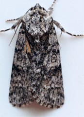 Acronicta impressa
