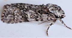 Acronicta impressa