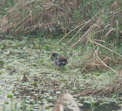 Gallinula chloropus