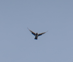 Columba livia domestica
