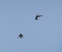 Columba livia domestica