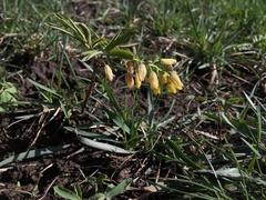 Gymnospermium altaicum