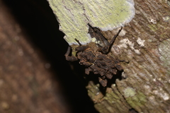Poropterus parryi