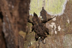 Poropterus parryi