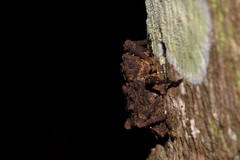 Poropterus parryi
