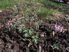 Corydalis glaucescens