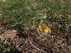 Gymnospermium altaicum
