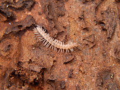 Polydesmus testaceus