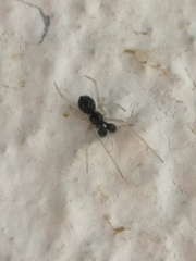 Neottiura suaveolens