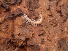 Polydesmus testaceus