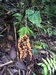 Chamaedorea pinnatifrons