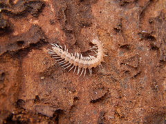 Polydesmus testaceus