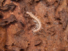 Polydesmus testaceus
