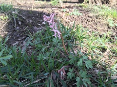 Corydalis glaucescens