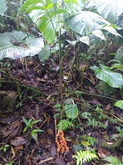 Chamaedorea pinnatifrons
