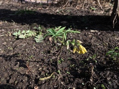 Gymnospermium altaicum