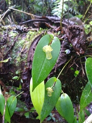 Pleurothallis octavioi