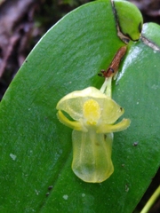 Pleurothallis octavioi