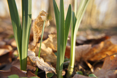 Narcissus