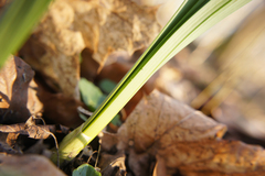 Narcissus