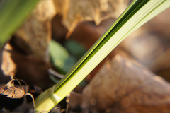 Narcissus