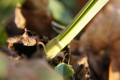 Narcissus