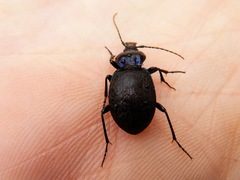 Sphaeroderus stenostomus lecontei