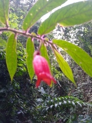 Columnea anisophylla