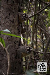 Brumback's Night Monkey photo 2