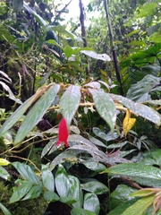 Columnea anisophylla