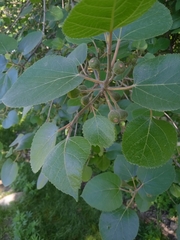 Ficus palmata