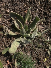 Verbascum songaricum