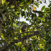 Humboldt's Squirrel Monkey - Photo (c) Daniel Vásquez-Restrepo, some rights reserved (CC BY-NC)
