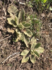 Verbascum songaricum