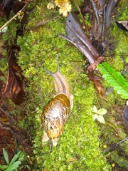 Hemibulimus dennisoni