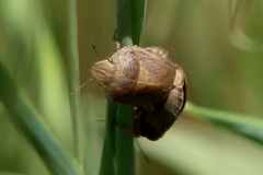 Eurygaster amerinda