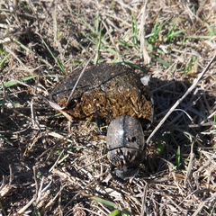 Scarabaeus cicatricosus