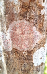 Arthonia cinnabarina