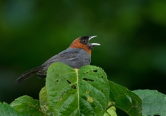 Chestnut-Headed Tanager photo 2