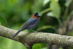 Chestnut-Headed Tanager photo 4