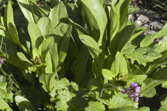 Valeriana chionophila