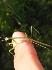 Brunneria