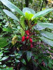 Glossoloma tetragonoides