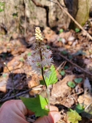 Tiarella nautila