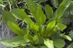 Valeriana chionophila