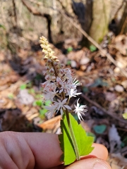Tiarella nautila