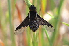 Hemipenthes seminiger